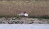 Goosander at Wallasea Island (RSPB) (Paul Baker) (55795 bytes)