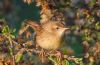 Grasshopper Warbler at West Canvey Marsh (RSPB) (Vince Kinsler) (67764 bytes)