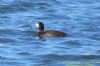 Aythya sp. at West Canvey Marsh (RSPB) (Richard Howard) (111902 bytes)