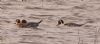 Pintail at Wallasea Island (RSPB) (Vince Kinsler) (53943 bytes)