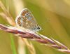 Brown Argus at Bowers Marsh (RSPB) (Graham Oakes) (60746 bytes)