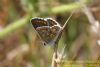 Brown Argus at Bowers Marsh (RSPB) (Richard Howard) (47683 bytes)