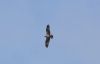 Osprey at Wallasea Island (RSPB) (Andrew Armstrong) (10655 bytes) Osprey at Wallasea Island (RSPB) (Andrew Armstrong) (10655 bytes)
