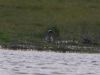 Garganey at Wallasea Island (RSPB) (Vince Kinsler) (69705 bytes)