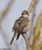 Spotted Flycatcher at Gunners Park (Jeff Delve) (49741 bytes)