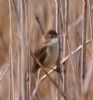 Reed Warbler at Gunners Park (Vince Kinsler) (68016 bytes)