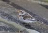 Snow Bunting at Roper's farm (Jeff Delve) (67942 bytes)