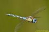 Southern Migrant Hawker at Canvey Way (Richard Howard) (36756 bytes)