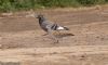 Turtle Dove at Lower Raypits (Jeff Delve) (62500 bytes)