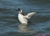 Guillemot at Southend Pier (Richard Howard) (116980 bytes)