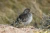 Purple Sandpiper at Canvey Point (Richard Howard) (72070 bytes)