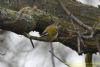 Firecrest at Gunners Park (Richard Howard) (64022 bytes)