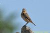 Wheatear at Fleet Head (Richard Howard) (35504 bytes)