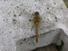 Ruddy Darter at Highlands Boulevard, Leigh (Paul Griggs) (110180 bytes) Ruddy Darter at Highlands Boulevard, Leigh (Paul Griggs) (110180 bytes)