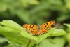 Comma at Benfleet Downs (Vince Kinsler) (51489 bytes)