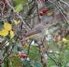 Redstart at Two Tree Island (West) (Jeff Saward) (128281 bytes)