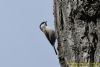 Marsh Tit at Private site with no public access (Richard Howard) (71552 bytes)