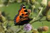 Small Tortoiseshell at West Canvey Marsh (RSPB) (Richard Howard) (63602 bytes)