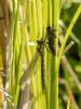 Southern Hawker at Canewdon (Jeff Delve) (73688 bytes)