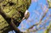 Treecreeper at Belfairs Golf Course (Richard Howard) (137104 bytes)