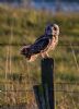 Short-eared Owl at Lower Raypits (Jeff Delve) (65914 bytes) Short-eared Owl at Lower Raypits (Jeff Delve) (65914 bytes)