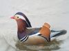 Mandarin Duck at Southchurch Park East (Paul Baker) (47881 bytes)