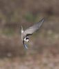 Black Tern at Bowers Marsh (RSPB) (Graham Oakes) (54502 bytes)