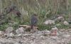 Black Redstart at Wallasea Island (RSPB) (Jeff Delve) (80392 bytes) Black Redstart at Wallasea Island (RSPB) (Jeff Delve) (80392 bytes)
