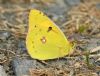 Clouded Yellow at Bowers Marsh (RSPB) (Graham Oakes) (86742 bytes)
