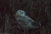 Barn Owl at Wallasea Island (RSPB) (Jeff Delve) (96893 bytes) Barn Owl at Wallasea Island (RSPB) (Jeff Delve) (96893 bytes)