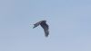 Marsh Harrier at Gunners Park (Andrew Armstrong) (9980 bytes)