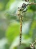 Southern Migrant Hawker at Bowers Marsh (RSPB) (Graham Oakes) (44629 bytes)