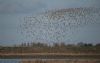 Golden Plover at Wallasea Island (RSPB) (Jeff Delve) (60792 bytes)