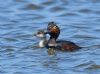 Black-necked Grebe at Bowers Marsh (RSPB) (Graham Oakes) (71816 bytes)