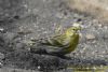 Serin at Gunners Park (Richard Howard) (71329 bytes)