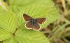 Brown Argus at Belfairs N.R. (Steve Arlow) (51169 bytes)