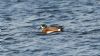 Chiloe Wigeon at Paglesham Lagoon (Steve Arlow) (64377 bytes)