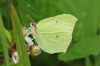 Brimstone at Belfairs Great Wood (Richard Howard) (49291 bytes)