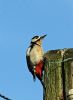 Great Spotted Woodpecker at Private site with no public access (Vince Kinsler) (72412 bytes) Great Spotted Woodpecker at Private site with no public access (Vince Kinsler) (72412 bytes)