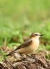 Wheatear at Fleet Head (Graham Oakes) (77126 bytes)