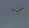 Rough-legged Buzzard at Wallasea Island (RSPB) (Jeff Delve) (61618 bytes) Rough-legged Buzzard at Wallasea Island (RSPB) (Jeff Delve) (61618 bytes)