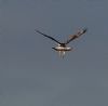 Rough-legged Buzzard at Wallasea Island (RSPB) (Jeff Delve) (61618 bytes)