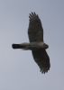 Sparrowhawk at Hockley Woods (Jeff Delve) (18380 bytes)