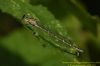 Blue-tailed Damselfly at Benfleet Downs (Richard Howard) (44185 bytes)