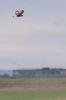 Rough-legged Buzzard at Wallasea Island (RSPB) (Jeff Delve) (16931 bytes) Rough-legged Buzzard at Wallasea Island (RSPB) (Jeff Delve) (16931 bytes)