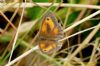 Gatekeeper at Canvey Wick (Richard Howard) (107019 bytes)