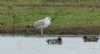 Caspian Gull at Bowers Marsh (RSPB) (Steve Arlow) (61400 bytes)