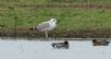 Caspian Gull at Bowers Marsh (RSPB) (Steve Arlow) (61400 bytes) Caspian Gull at Bowers Marsh (RSPB) (Steve Arlow) (61400 bytes)