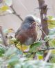 Dartford Warbler at Hadleigh Downs (Jeff Delve) (78944 bytes)