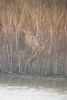 Bittern at Wat Tyler Country Park (Paul Griggs) (43827 bytes) Bittern at Wat Tyler Country Park (Paul Griggs) (43827 bytes)
